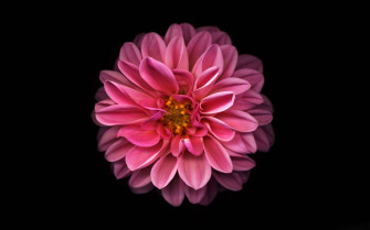 Dahlia Wallpaper