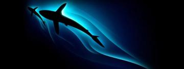 Mother And Son Beautiful Shark In The Dark Water