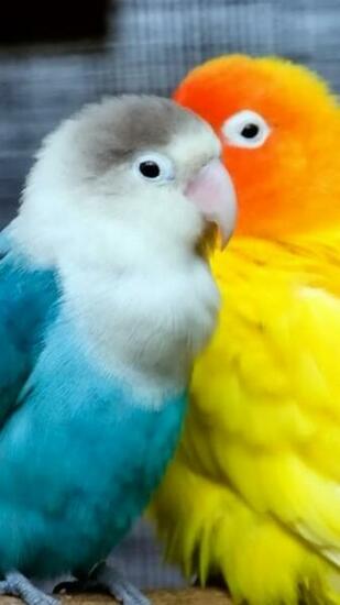 Love Birds Wallpaper Related Keywords Amp Suggestions