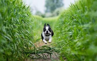 French Bulldog Wallpaper