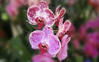 Beautiful Orchids Widescreen Wallpaper
