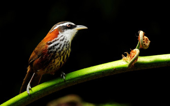Bird Wallpaper HD