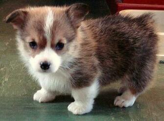 Corgi Puppy Photo Png
