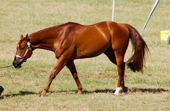 Quarter Horse Wallpaper Animalgals
