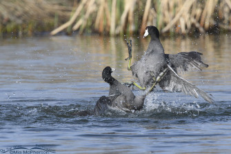 American Coots Fighting Pond Pugilists On The Wing Photography