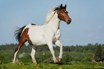 Paint Horse Wallpaper