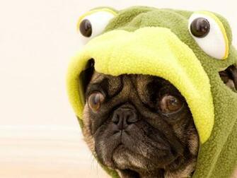 Funny Pug Wallpaper