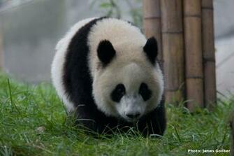 China Panda3 Giant Pandas And Climate Change Wallpaper HD