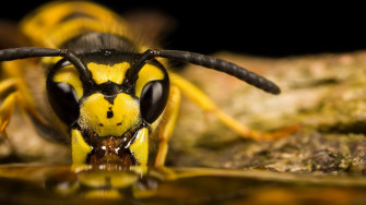 Insects Wallpaper