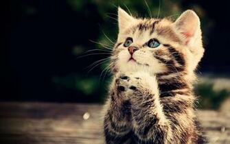 Cute Kitten Wallpaper For Android Apk
