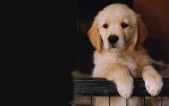 Best National Dog Day Wallpaper Funny