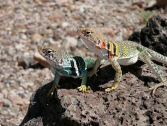 Collared Lizard Wallpaper Background