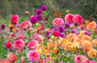 Dahlia Flower Information Wallpaper