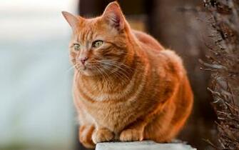 Orange Cat On The Wall Wallpaper