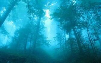 Interfacelift Wallpaper Blue Forest