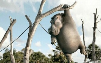 Hippopotamus Wallpaper Giant Hippos HD