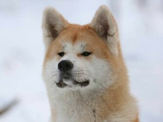 Akita Inu Dog HD Wallpaper Dogbreedswallpaper