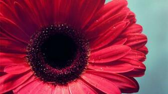 Awesome Red Flower Close Up HD Wallpaper