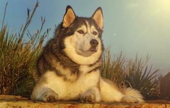 Wallpaper Dog Husky Friend