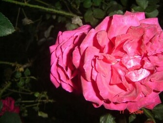 Shocking Pink Rose Unplucked Wallpaper