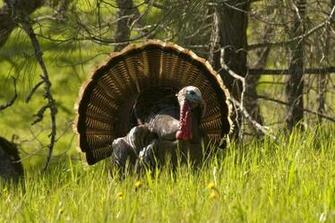 For Gt Spring Wild Turkey Wallpaper