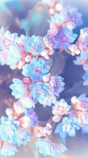 Spring Wallpaper Image For Your Phone And Desktop
