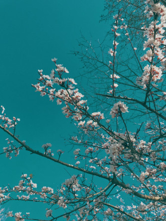 White Flowers From High Resolution iPhone Wallpaper