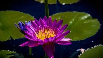 Purple Water Lily HD Wallpaper Wallpaperfx