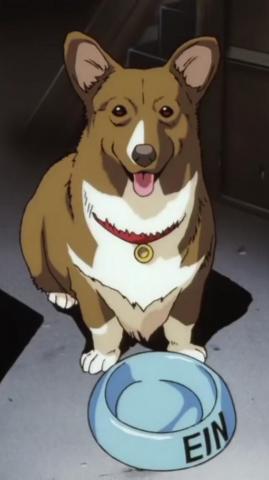 Ein Einthedog Corgi Cowboy Bebop Anime