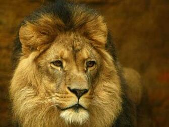 Cecil Dentist Killed Lion Pc Android iPhone And iPad Wallpaper