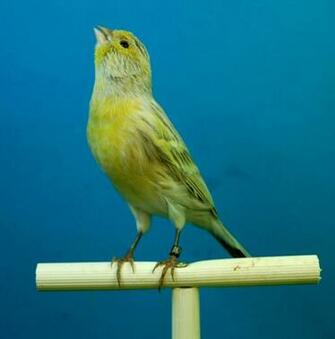 HD Wallpaper Canaries Black Opal Aviary Bird Animal Themes