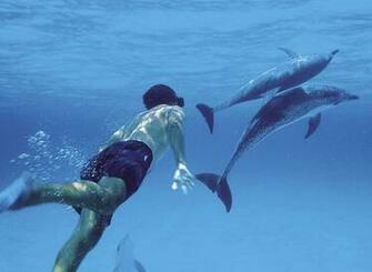Swimming With Dolphins Wallpaper Superyachts News Luxury Yachts