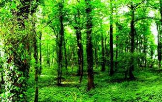 Magic Forest Is A Cool Live Wallpaper In Which Beautiful