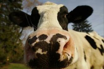 Dairy Cow Showing Her Nose HD Wallpaper