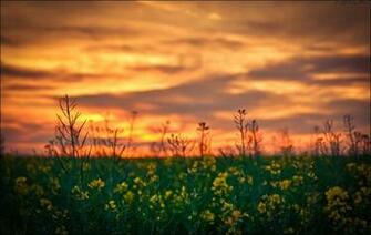 Spring Sunset Wallpaper