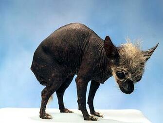 Flava The World S Ugliest Dog