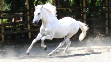 Beautiful White Horse Wallpaper Baltana