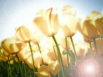Tulip Wallpaper By Stellahide