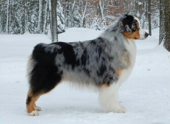 Australian Shepherd Pictures Wallpaper Of