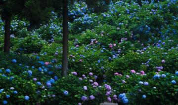 Desktop Wallpaper Kyoto Japan Gardens Flowers Hydrangea Trunk Tree