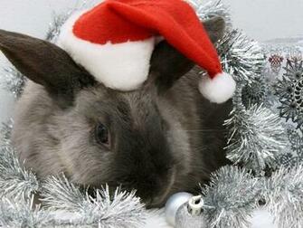 Christmas Bunny Wallpaper HD