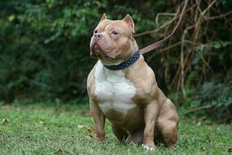 Alison Spangler On Doggies Dogs American Pitbull Dog