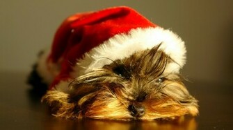 Christmas Puppy Wallpaper