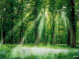 Green Forest Wallpaper Colors