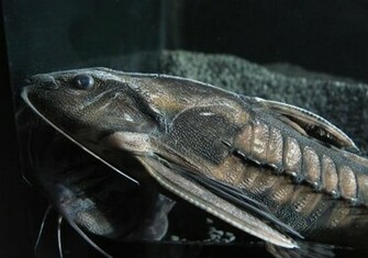Thorny Catfish Side Photo And Wallpaper Cute