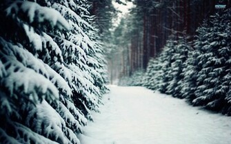 Snow Wallpaper Snowy Forest Road