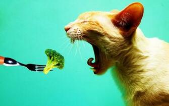 Vegetarian Cat Good Wallpaper