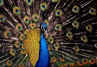 Wallpaper Indian Blue Peacock Desktop