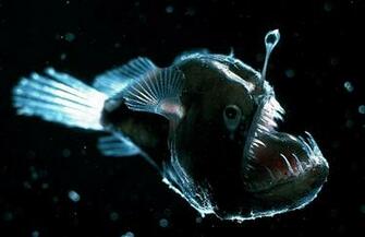 Angler Fish Background By Becca Curram