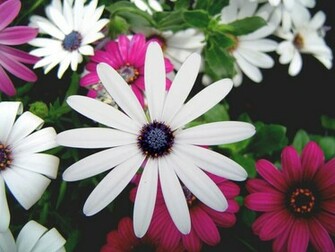 Ing Gallery For Colorful Flowers Wallpaper